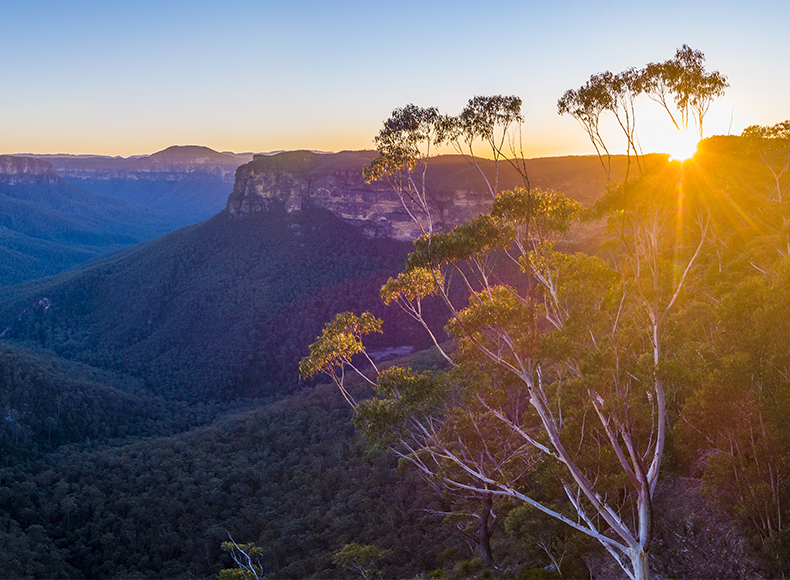 Sun shining through through a tree in an Australian forest