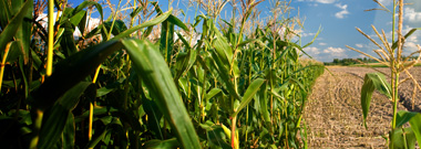 Edge of a corn field