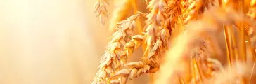 Ears of golden wheat closeup with lens flare