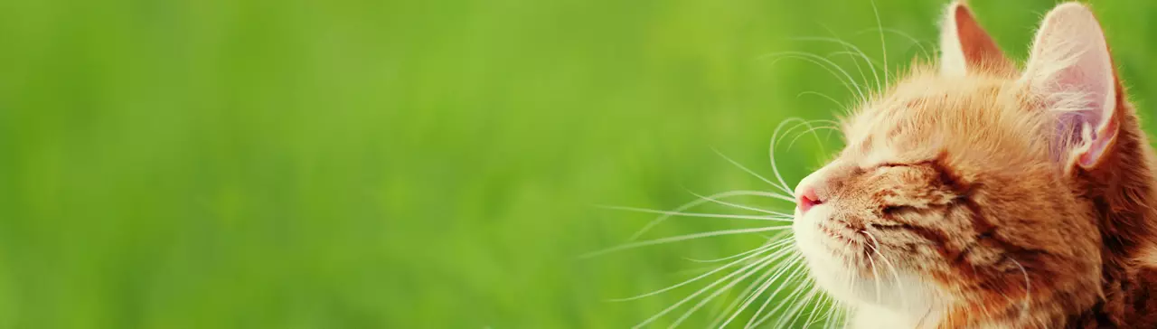 Banner with cat