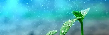Green plant with water droplets on leaves