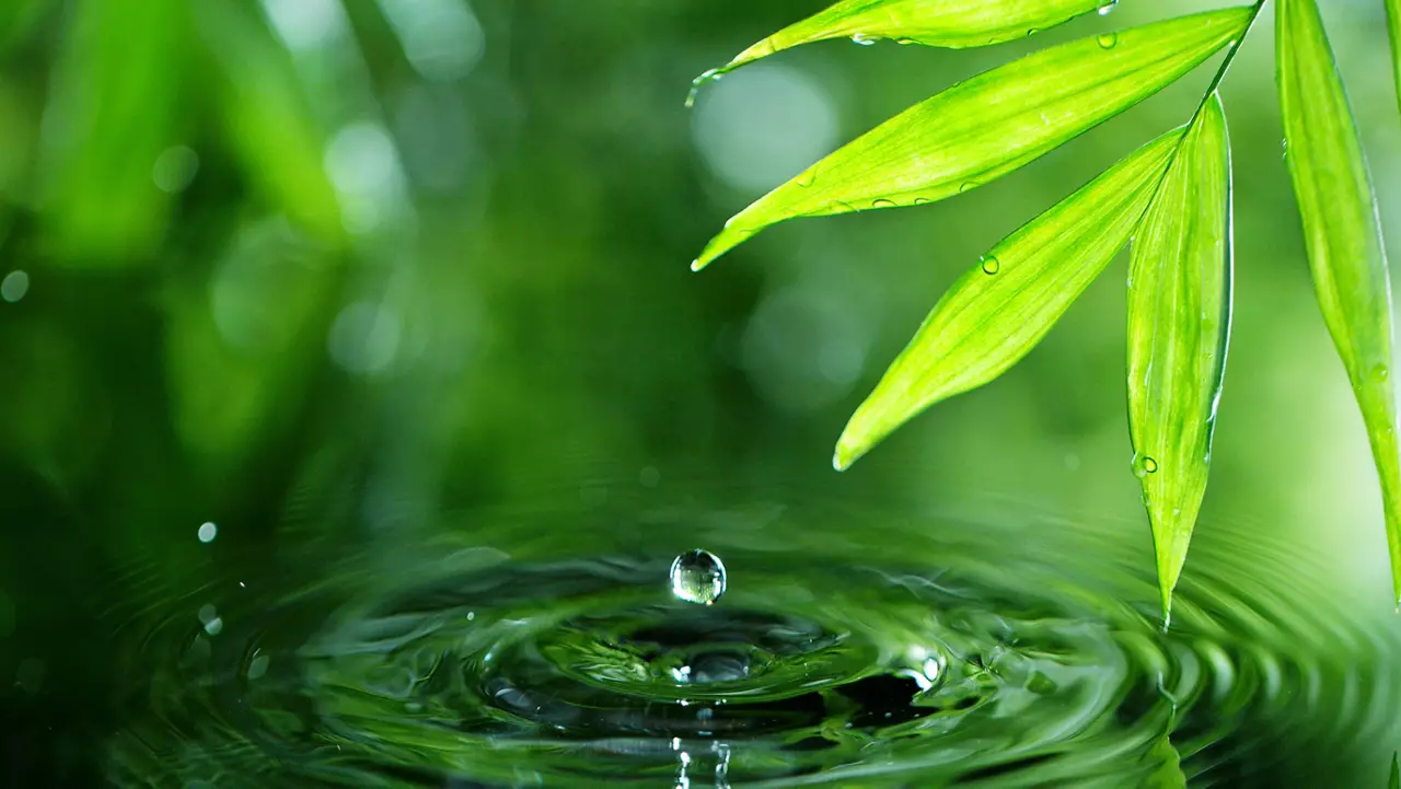 Dropping water with palm leaf, spa and wellness concept. Shot on super macro lens, low depth of focus. Free space for text.