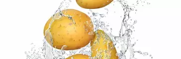 Whole potatoes dropping into water isolated on white background