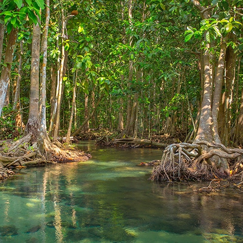 wetlands