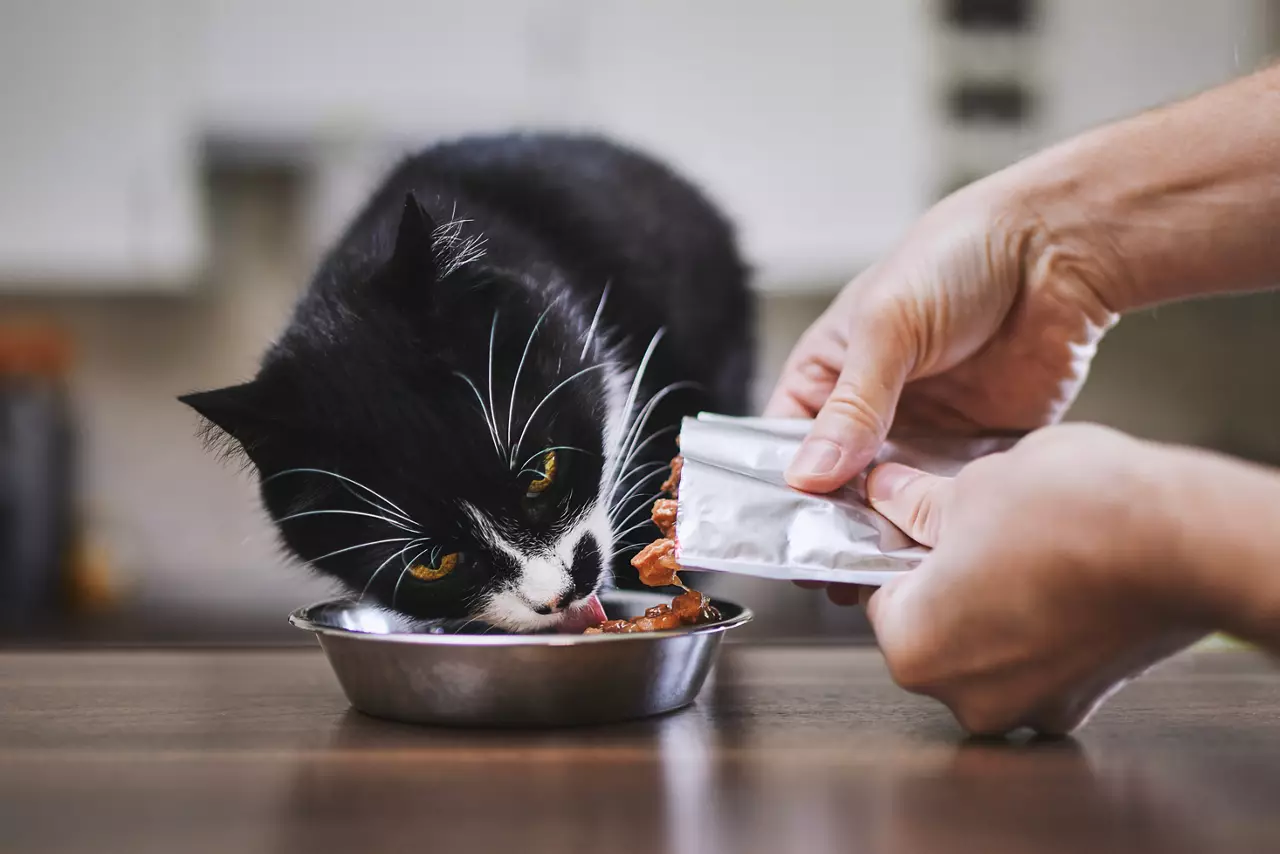 Domestic life with pet. Man feeding his hungry cat at home.